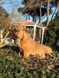 Bouledogue francese (bulldog)