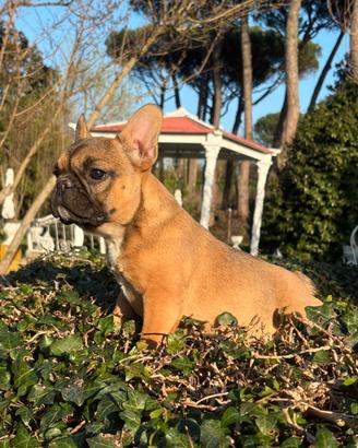 Bouledogue francese (bulldog)