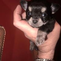 DISPONIBILE Cucciolo chihuahua nero puro PREZZO TR