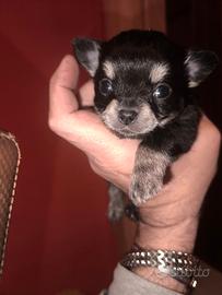 DISPONIBILE Cucciolo chihuahua nero puro PREZZO TR