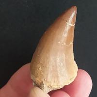 Dente Fossile autentico dinosauro, Mosasauro