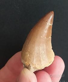 Dente Fossile autentico dinosauro, Mosasauro