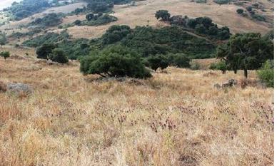 RGE 41/2006 Trib ENNA(EX NICOSIA) - LOTTO 8