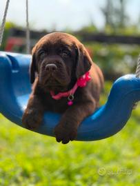 Cucciolotti di Labrador nero e cioccolato