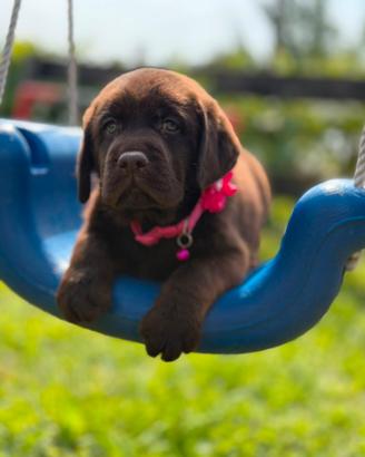 Cucciolotti di Labrador nero e cioccolato