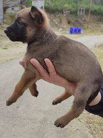 Cuccioli pastore belga malinois