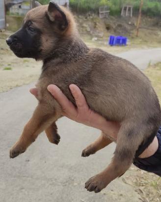 Cuccioli pastore belga malinois