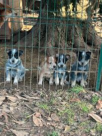 Australian Cattledog
