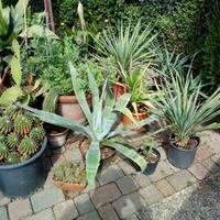 Piante da giardino, grasse, da frutto, da ombra