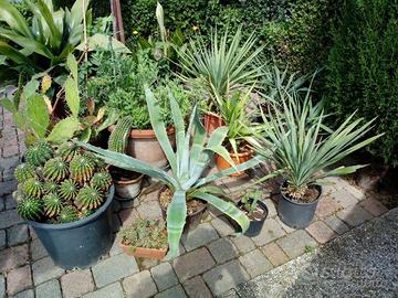 Piante da giardino, grasse, da frutto, da ombra