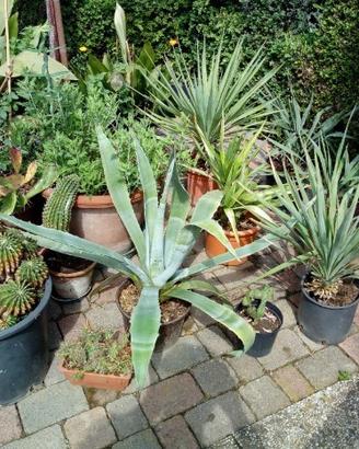 Piante da giardino, grasse, da frutto, da ombra