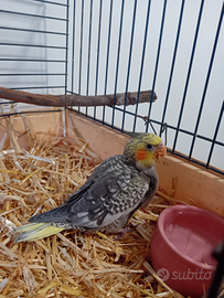 Pullo calopsitta allevato a mano