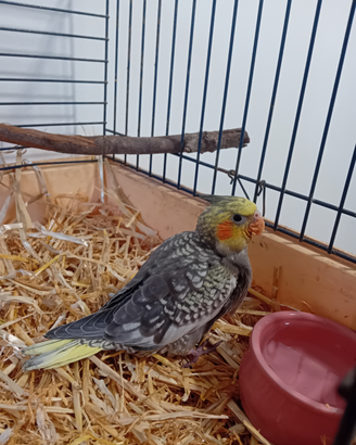 Pullo calopsitta allevato a mano
