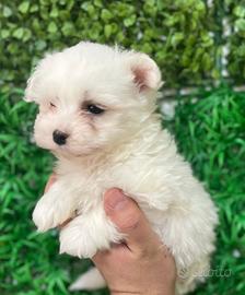 Cuccioli di maltipoo koreani