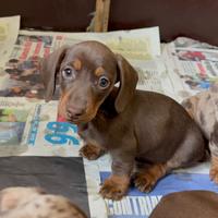 Cuccioli Bassotto