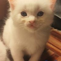 Cuccioli gatto Ragdoll