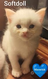 Cuccioli gatto Ragdoll