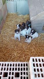 Splenditi Cuccioli Lagotto