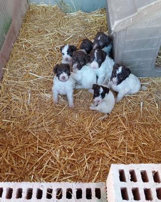 Splenditi Cuccioli Lagotto