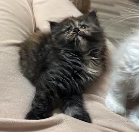 Cuccioli gatto siberiano