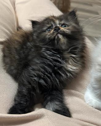 Cuccioli gatto siberiano