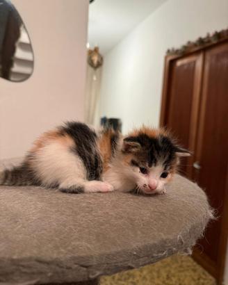 Gattina incrocio europeo
