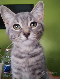 Gattino grigio tigrato
