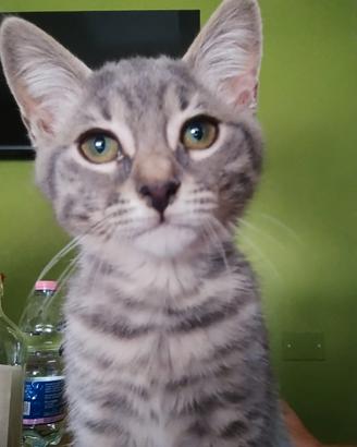 Gattino grigio tigrato