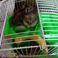 Criceti coppia con gabbia