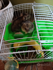 Criceti coppia con gabbia