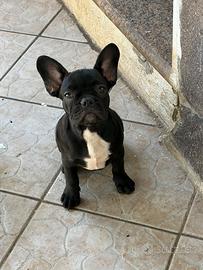 Bulldog francese