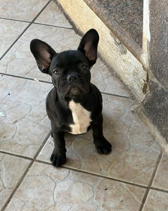 Bulldog francese