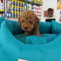 Barboncini mini toy red