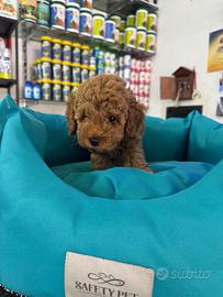 Barboncini mini toy red