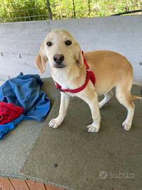 Zak, cucciolo di taglia medio-piccola