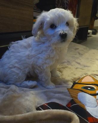 Maltipoo