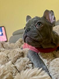 Bouldogue francese Merle femmina 3 mesi