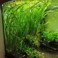 Piante acquario - cryptocoryne crispatula 