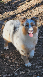 Australian shepherd cucciola blue merle