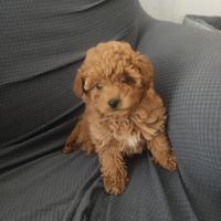 Barboncina Toy femmina