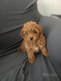 Barboncina Toy femmina