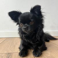 Cuccioli chihuahua con pedigree