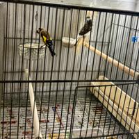 Cardellino di razza con canarina