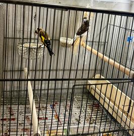 Cardellino di razza con canarina