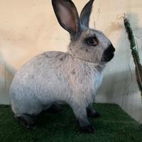 Conigli di razza