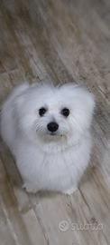 Maltese maschio