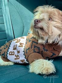 Cane taglia piccola