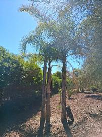 piante cocos plumosa