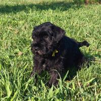 Cuccioli di Schnauzer Nano Neri