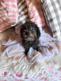 Cucciolo barboncino femmina